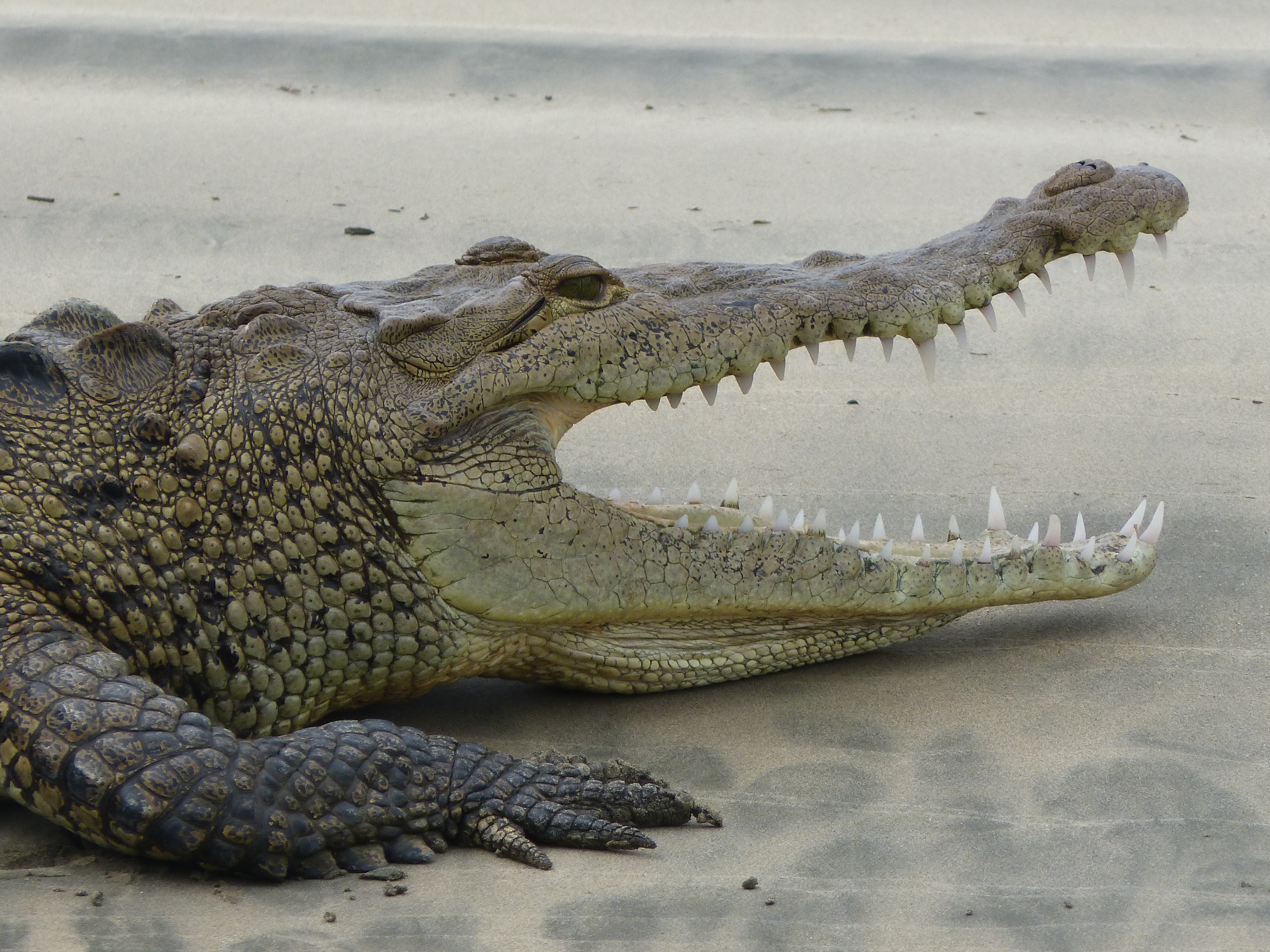 crocodile allongé sur le sable la gueule ouverte, costa rica